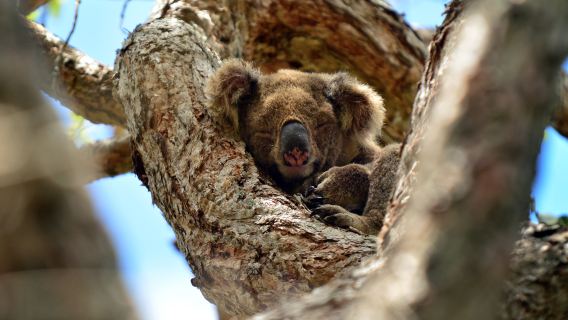 野生カンガルーとタンボリーン山景色の旅（半日帰りツアー）