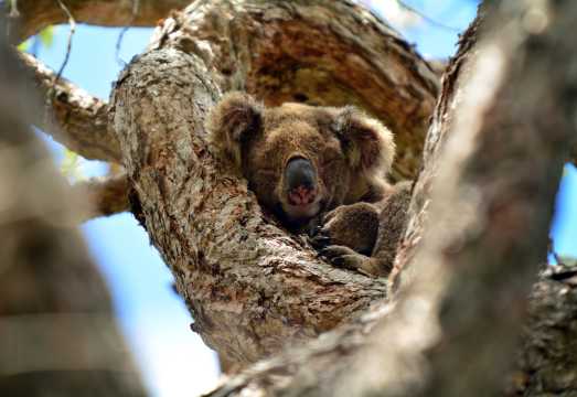 Wild Kangaroos & Tamborine Mountain Scenic Tour (Half-Day Tour) AUD 119
