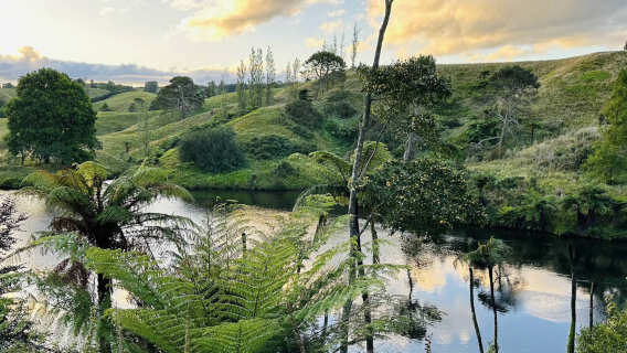 紐西蘭奧克蘭-漢密爾頓-藍泉一日遊【中文專車-愜意舒適】
