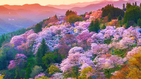 [Prezzo Early Bird] Offerta limitata stagione dei ciliegi - Tour di un giorno a Nara con i teneri cervi e i mille ciliegi di Yoshinoyama, in omaggio campanellino di ciliegio