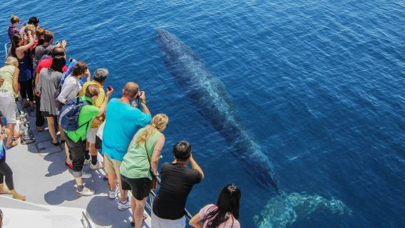 Auckland Hauraki Gulf Whale and Dolphin Sightseeing Cruise Ticket