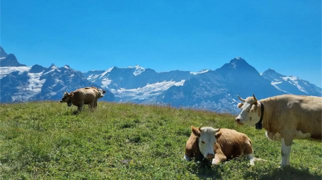 瑞士格林德瓦小鎮+費爾斯特山+懸崖步道+巴查爾普湖【包車】