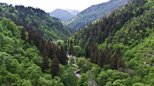 Parque Nacional de Borjomi-Kharagauli + Castillo de Rabati + Ciudad cueva de Vardzia