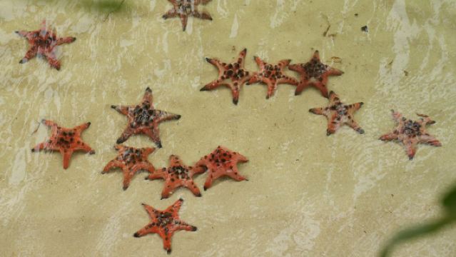 ラックヴェムのヒトデ観察ツアーとシーフードランチ