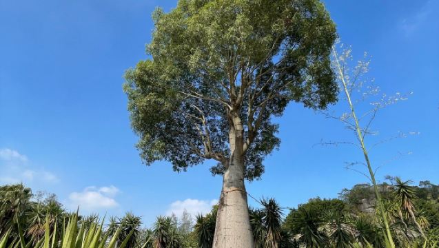 1-day tour of Xiamen botanical garden, Shapowei and the Jimei school village for 2-7 people with multilingual guide