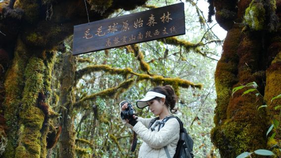 Mendaki 7km di Hutan Pristin Bulu di Cabang Barat Bahagian Selatan Gunung Gaoligong + Dapur Hutan Bulu
