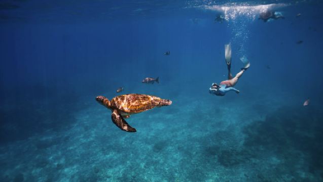 Desde Khao Lak/Phuket: Buceo recreativo en las Islas Similan y arrecifes de coral en lancha rápida o catamarán