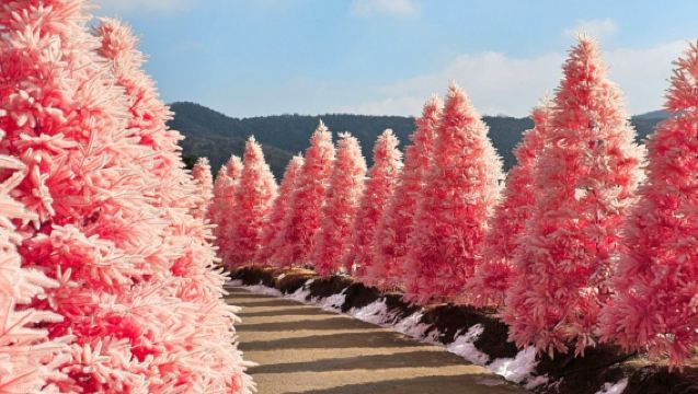 Dagstur till Hantan River Global Geopark + Pocheons höjdpunkter (Rosa strand + Konstdalen + Hängbro)