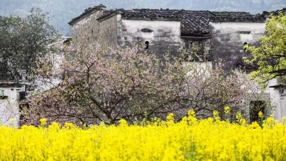 Guide touristique multilingue à Wuyuan | Commentaire des sites + personnalisation d'itinéraire + type de véhicule pour affaires + bienvenue à consulter