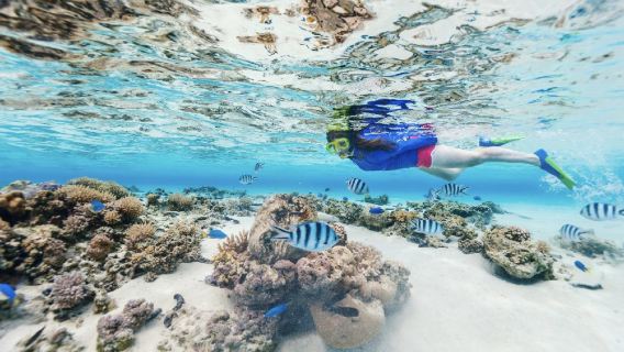 Kota Kinabalu Tunku Abdul Rahman Marine Park snorkeling 1-day tour · Check out the colorful marine ecosystem at Mamutik Island