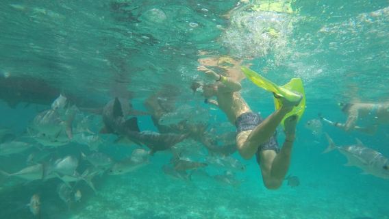 Caye Caulker: 7-Stop Snorkeling in the Belize Barrier Reef