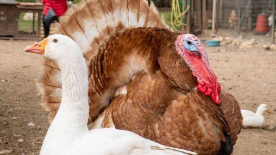 Alghero: visit an animal shelter in Olmedo
