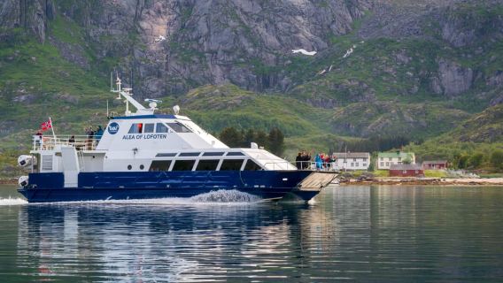 From Svolvær: Lofoten Trollfjord Cruise & Sea Eagle Safari