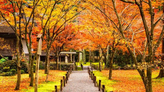 ทัวร์หนึ่งวันชมสถานที่ขึ้นชื่อเรื่องใบไม้เปลี่ยนสีที่เกียวโต | วัดซันเซ็นอินโอฮาระ · ศาลเจ้าคิฟุเนะ · รถไฟสายเออิซัง "อุโมงค์ใบไม้แดง" ที่สว่างไสว [ออกจากโอซากะ · เกียวโต]