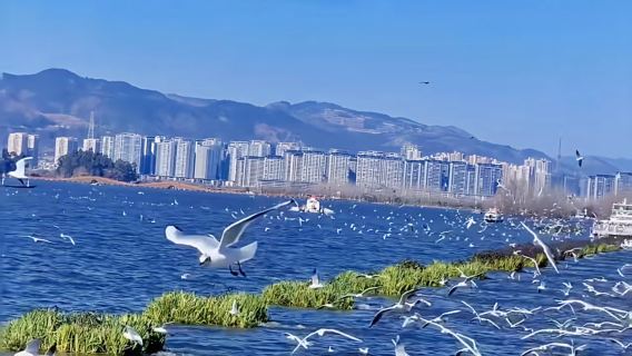 雲南昆明滇池+民族村+昆明老街+南強夜市一日遊（私家團）