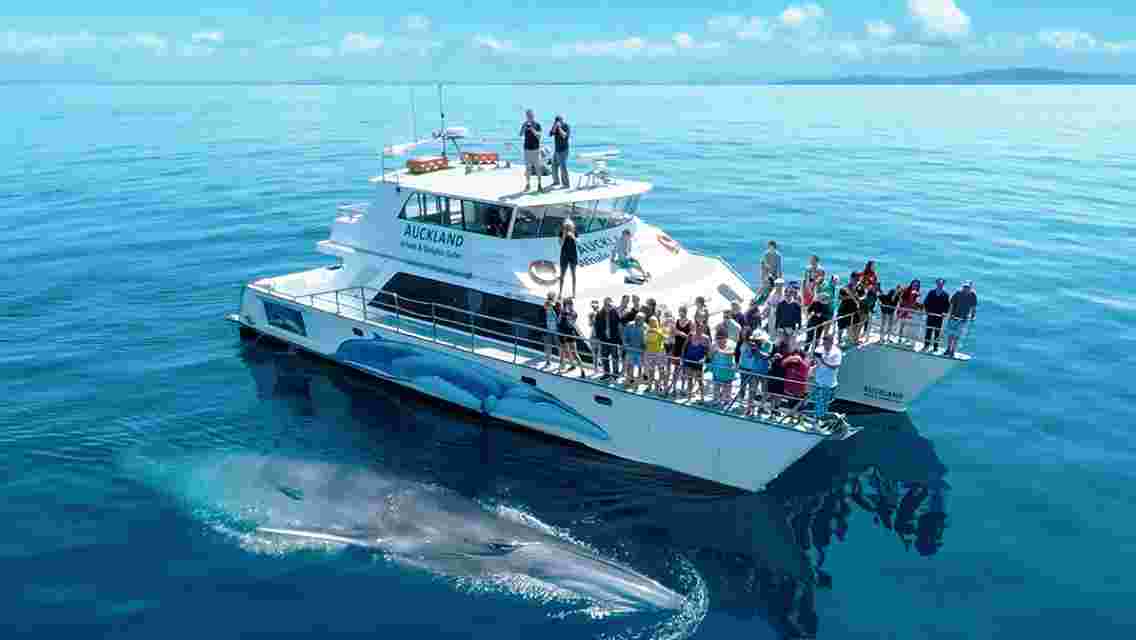 New Zealand Auckland Whale and Dolphin Safari 4.5-hour whale watching and dolphin watching cruise in the Hauraki Gulf