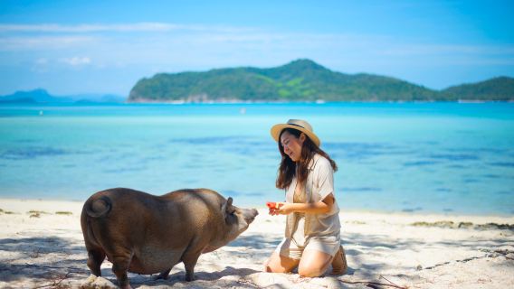 Koh Samui: Private Longtail Boat to Pig Island with Snorkel