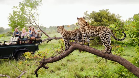 Kruger National Park full-day safari tour | Hazyview departure + professional guide + admission ticket included