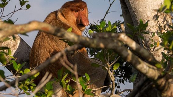 Proboscis Monkey & Fireflies Day Trip at Klias River Cruise Adventure with Hi-Tea & Dinner