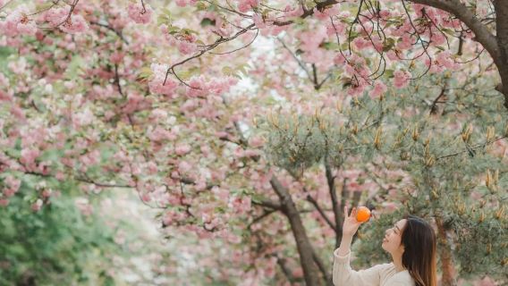 無錫旅行写真【ドライバーとガイド + 旅行写真 + 結婚式の写真、航空写真、マイクロフィルム + メイクアップと衣料品&アクセサリー+ 旅程のカスタマイズ + 人数無制限】