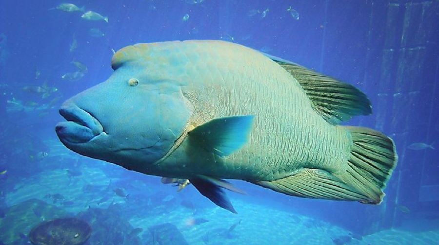 杜拜亞特蘭提斯水世界冒險樂園+失落密室水族館雙園套票可選