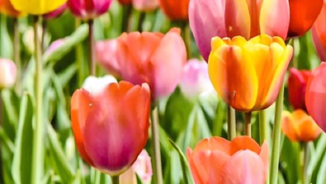 Keukenhof-Kampung Kincir Angin-Kampung Giethoorn