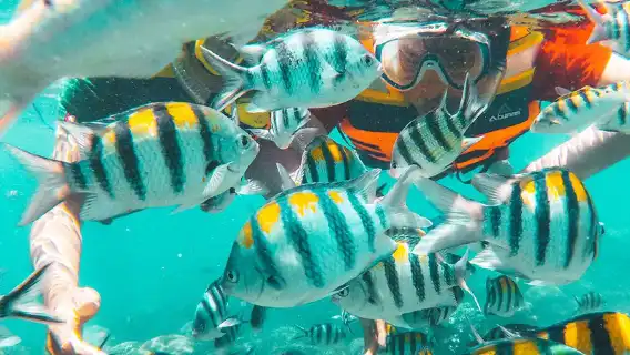 沖繩慶良間諸島浮潛半日遊 與海龜同遊|贈潛水照片|可選場次