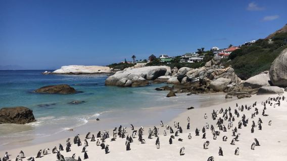 Cape Town: Full-Day Private Tour with Cape Point & Penguins