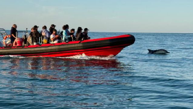 Torquay: Eksplorasi Pantai 1 Jam dengan Bot