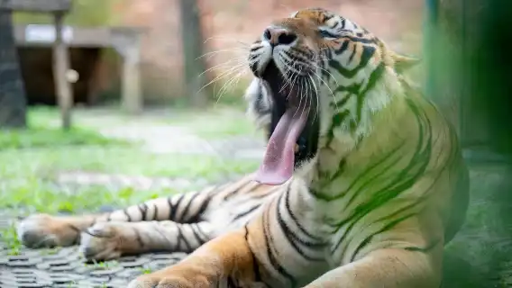 Tiger Kingdom [Pick-up & drop-off at the hotel|Great for families|Close Encounter With Tigers