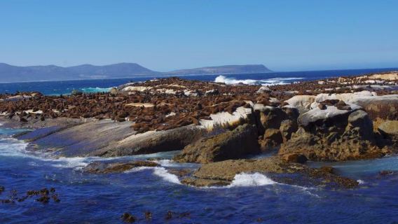 Africa Cape of Good Hope 1-day tour: Penguin Conservation Area + Cape of Good Hope + Duiker Island private charter relaxing tour
