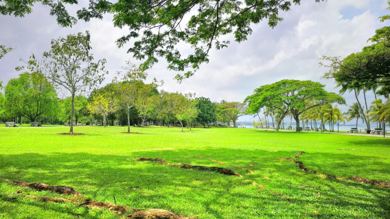 【新加坡小眾路線】巴西立公園+新加坡纜車+新加坡濱海灣花園+小印度