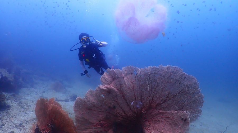 泰國布吉皇帝島+小皇帝島體驗潛水水肺潛水1天【大小皇帝島｜新手0基礎深潛｜專業船潛｜中/英文專業教練】