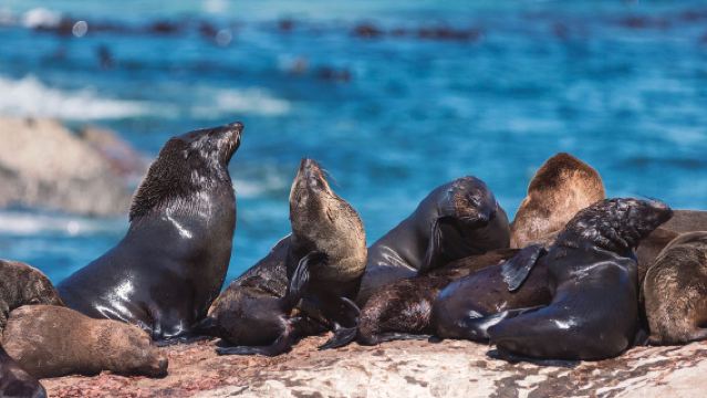 Cape Town Hout Bay + Duiker Island + Boulders Beach + Cape of Good Hope private chartered tour