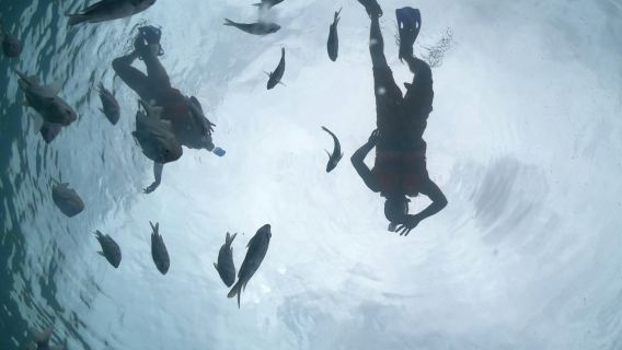 科蘇梅爾：玻璃船、飲料和浮潛之旅