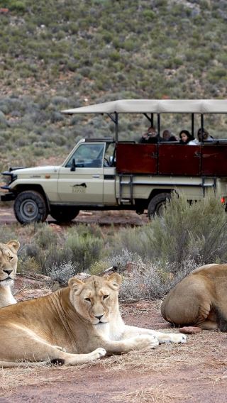 1-day tour to Kruger National Park from Hoedspruit/Hazyview, South Africa from 1 person