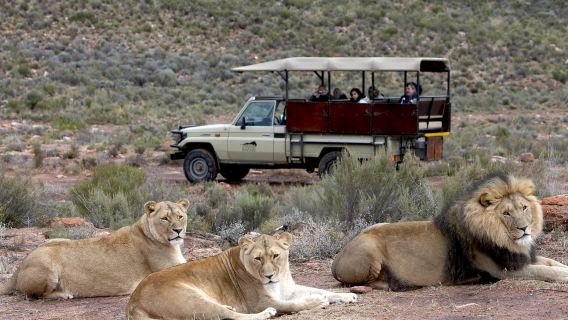 Cape Town Aquila Private Game Reserve Safari Day Tour (Minimum 1 Person)