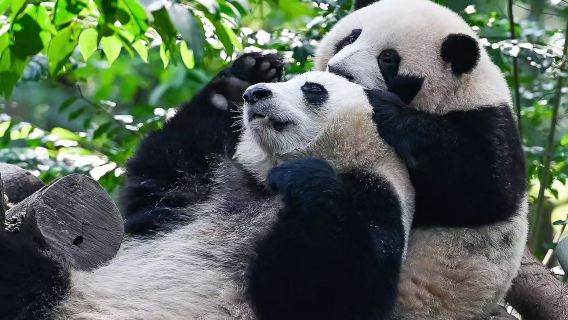 Berlepas dari pusat bandar Chengdu [Kuil Wuhou + Sanxingdui + Pangkalan Panda] dengan sewaan peribadi|Perjalanan boleh disesuaikan