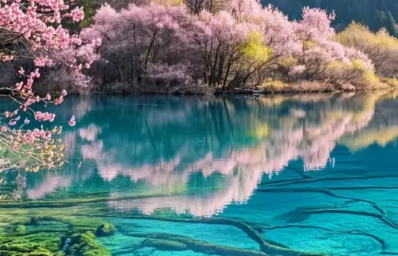 九寨溝-黃龍風景區(空調大巴)接駁車