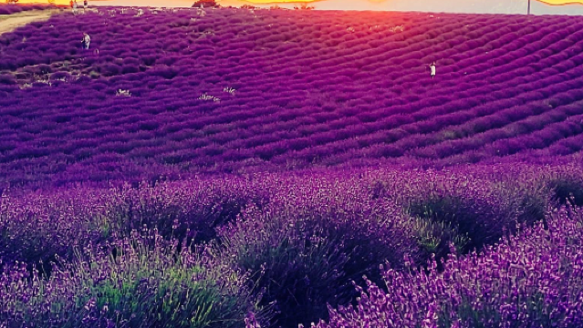 法國尼斯-普羅旺斯瓦倫索勒薰衣草可定制【中文專車-愜意舒適】