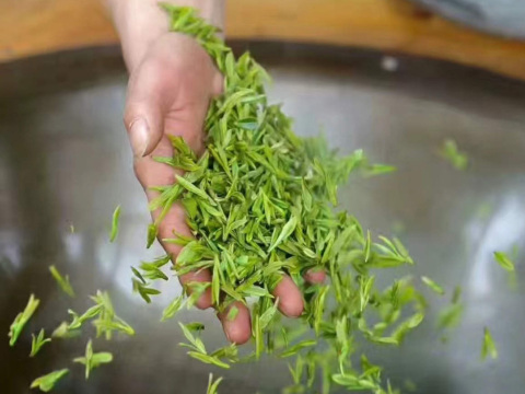 杭州西湖龍井茶文化深度體驗半日遊：採茶+炒茶+品茶 中文/英文/日韓導遊