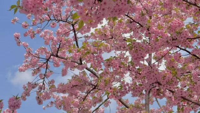 貴陽往復:貴安桜園+天龍屯堡貸切チャーターワンデーツアー|カスタマイズ可能