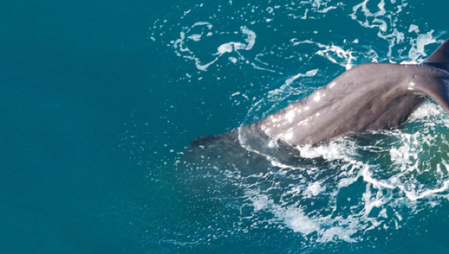 Kaikoura Whale Watching Helicopter Flight Experience in New Zealand (30-45 minute whale watching experience, private charter optional)