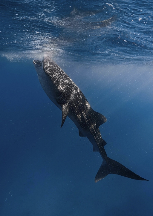 菲律賓宿霧出發奧斯洛布鯨鯊觀賞+墨寶沙丁魚風暴一日遊