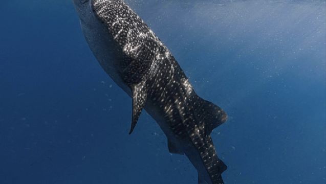 Oslob Whale Shark Watching + Moalbo Sardine Safari from Cebu, Philippines