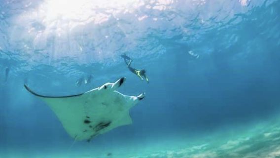 Nusa Penida: Lặn biển ngắm san hô tại 3-4 điểm đẹp nhất với ảnh chụp dưới nước