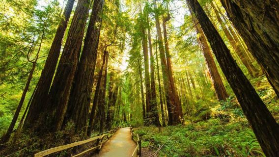 San Francisco, Amerika Syarikat: Lawatan ke Pulau Alcatraz - Hutan Muir - Sausalito - sewaan peribadi berbahasa Cina - Pilihan Eksklusif