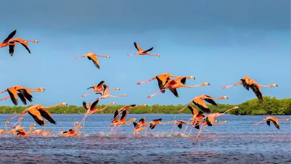 Cancún ida y vuelta: Playa Las Coloradas + ruta de moda de flamencos [servicio de coche privado con conductor/recogida a domicilio/entradas no incluidas]