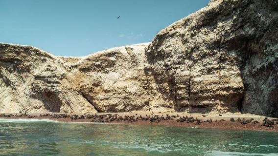 Ica-Paracas Tour: Islands, Reserve & Back