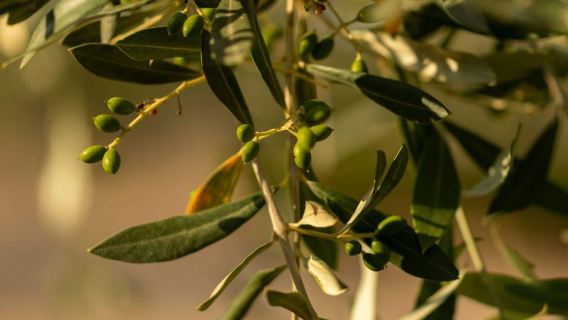 Olive Grove Tour, Oil Tasting & Food in Licata, Agrigento